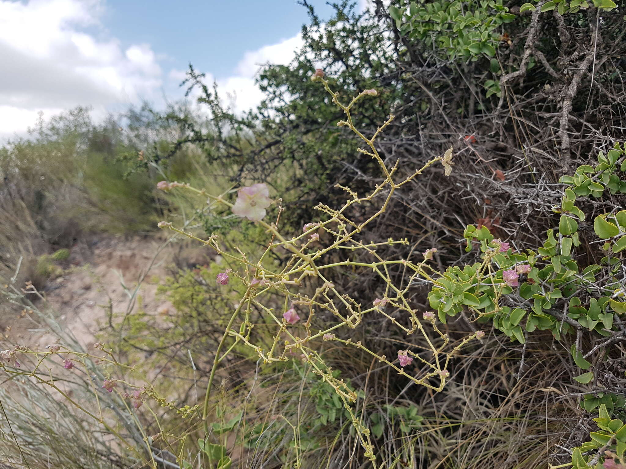 Image of Mirabilis ovata (Ruiz & Pav.) Meigen