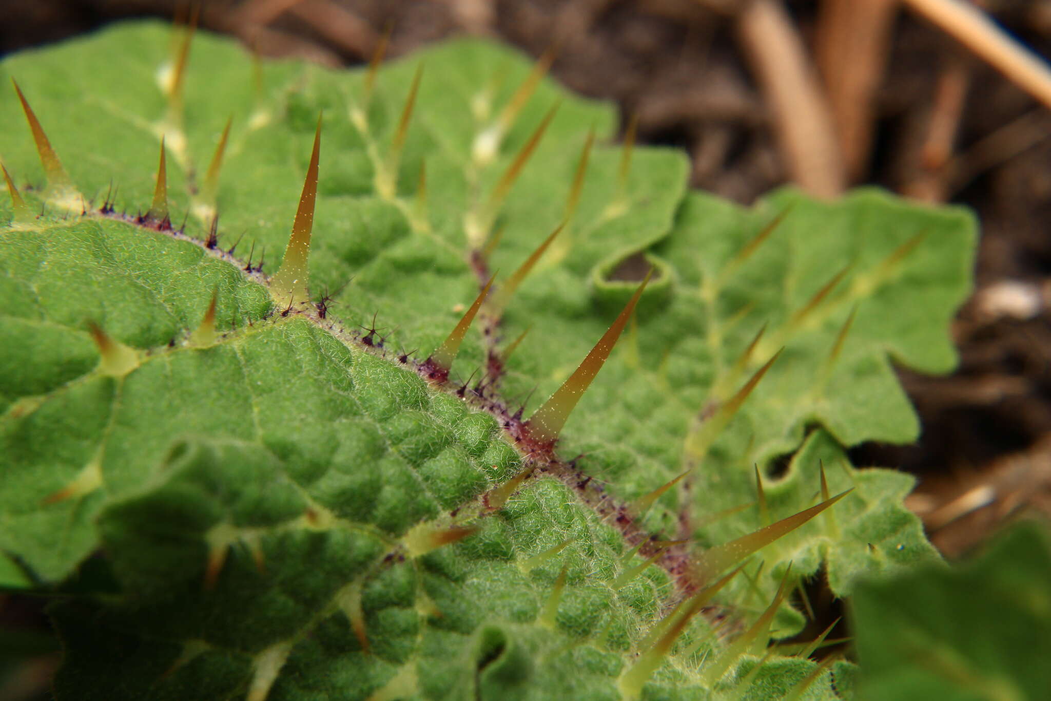 صورة Solanum campechiense L.