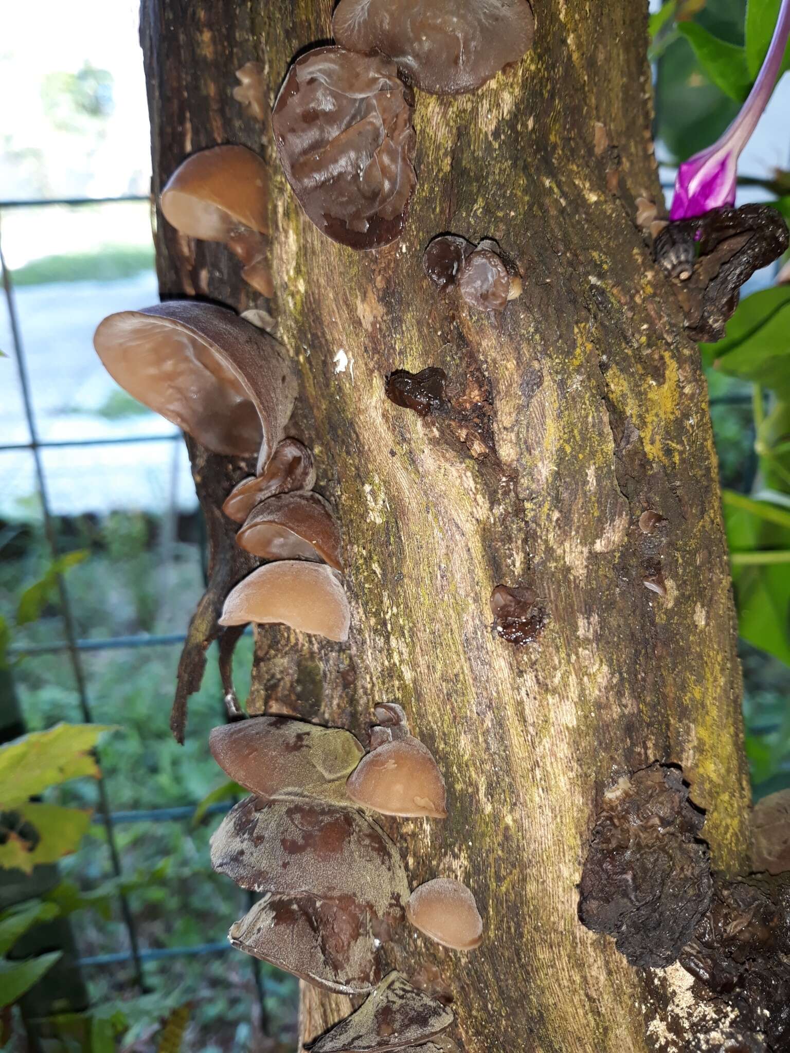 Image of ear fungus