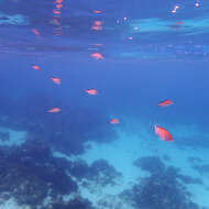 Image de Chromis norfolkensis Allen G. R. & Allen M 2021