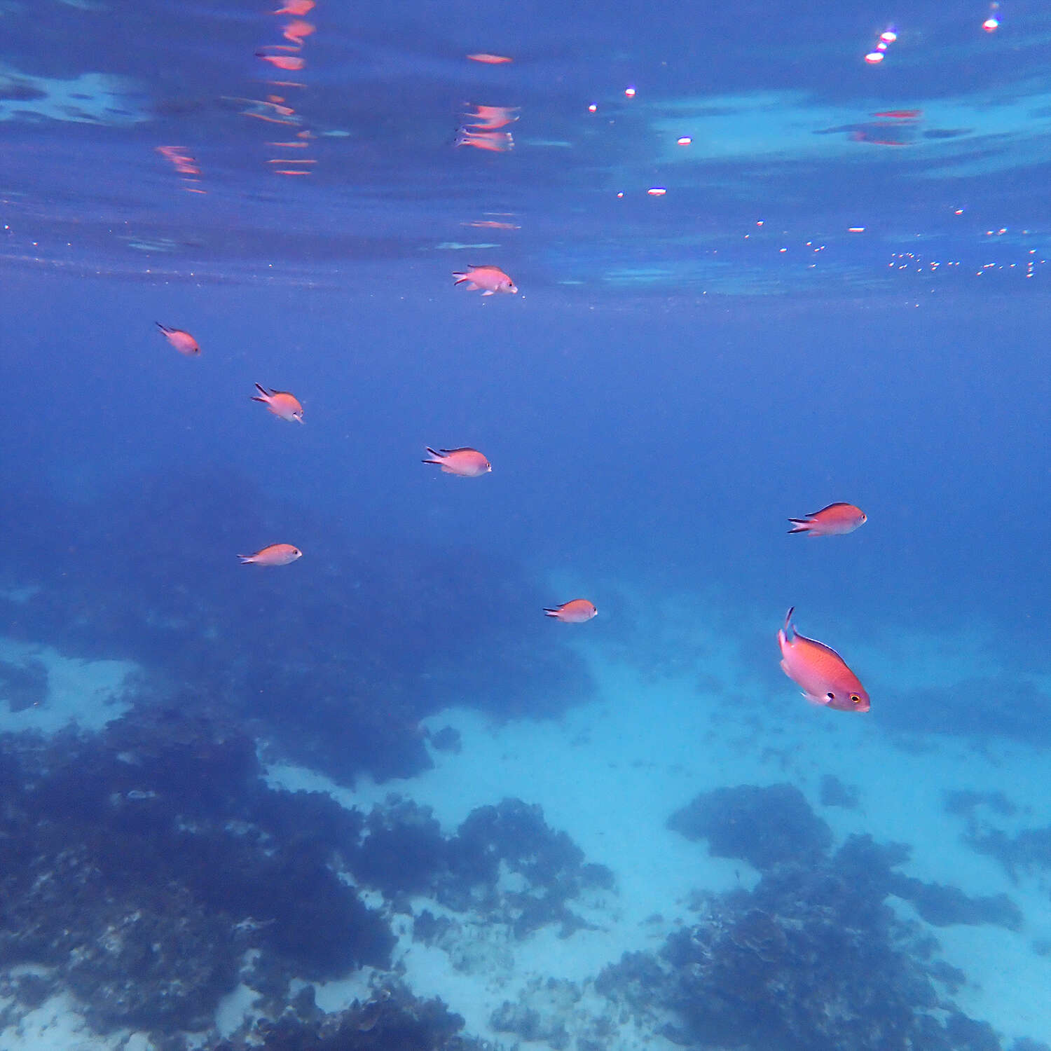 Image of Norfolk Chromis