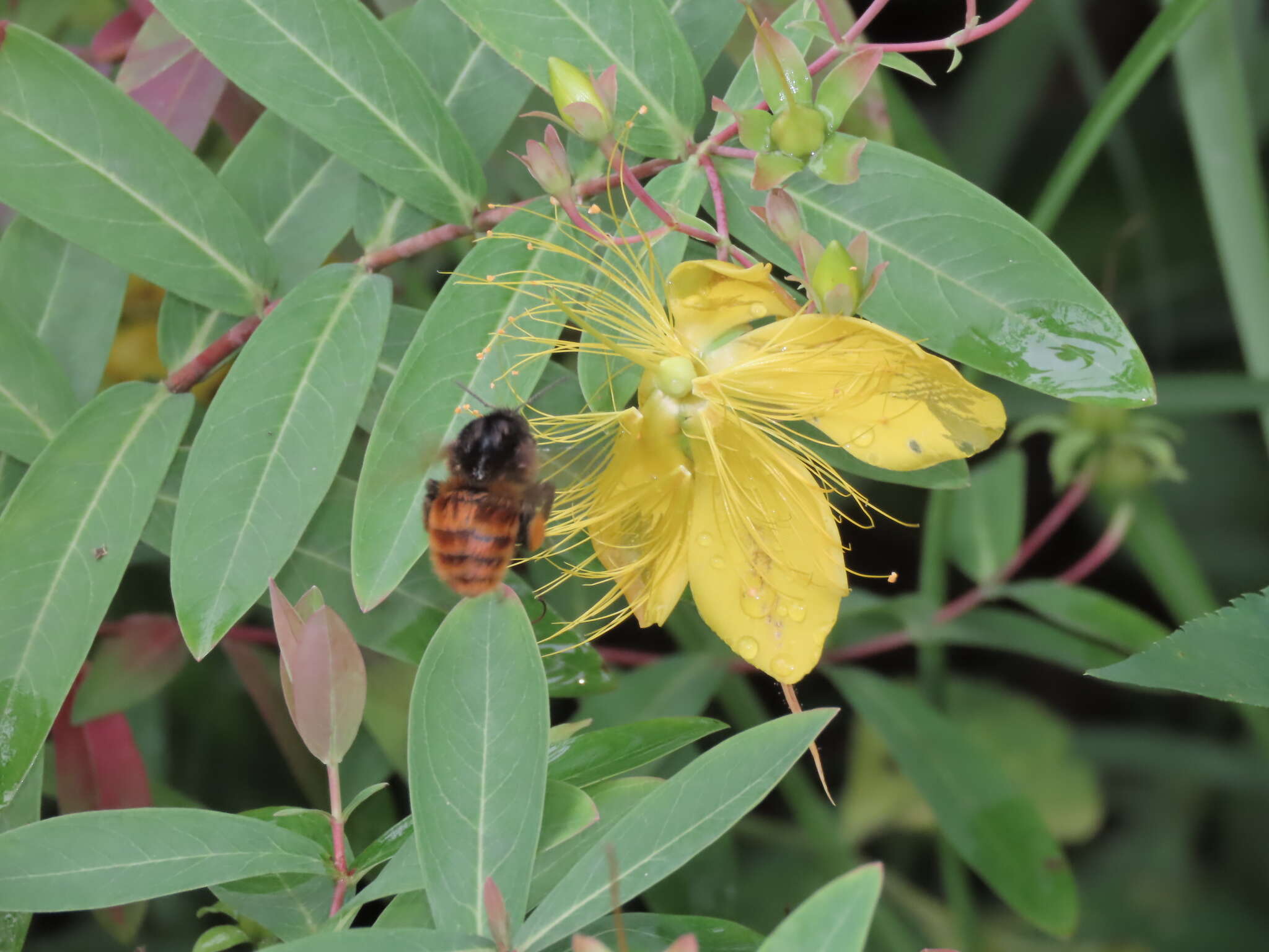 Image of Hypericum monogynum L.