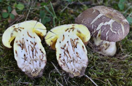 Image of butter bolete