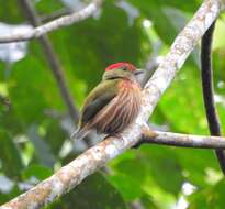 Image of Striolated Manakin