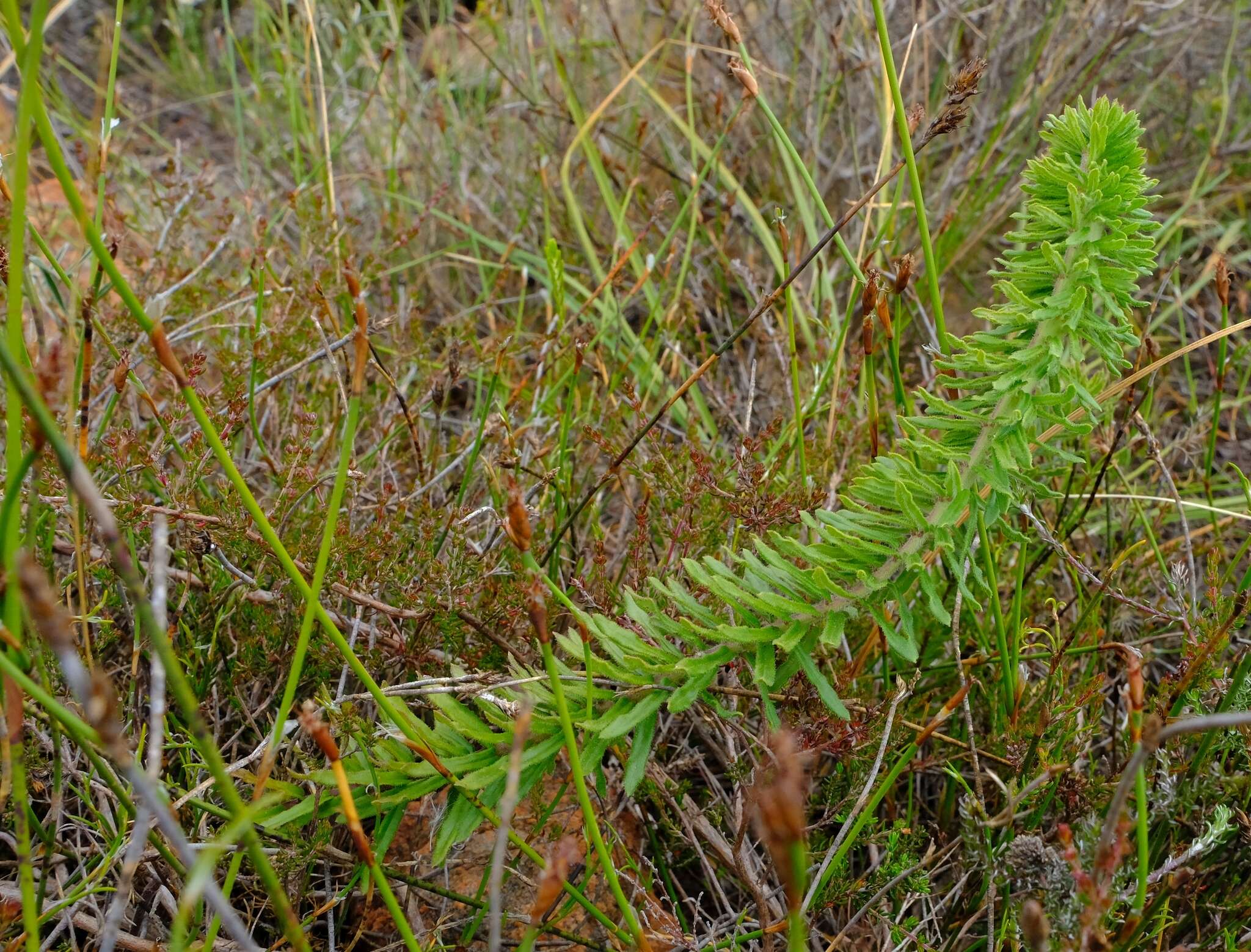 Image of Aspidoglossum heterophyllum E. Mey.