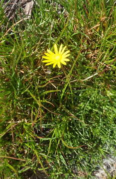 Image of Ursinia tenuifolia subsp. tenuifolia