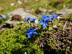 Image of Gentiana brachyphylla subsp. favratii (Rittener) Tutin