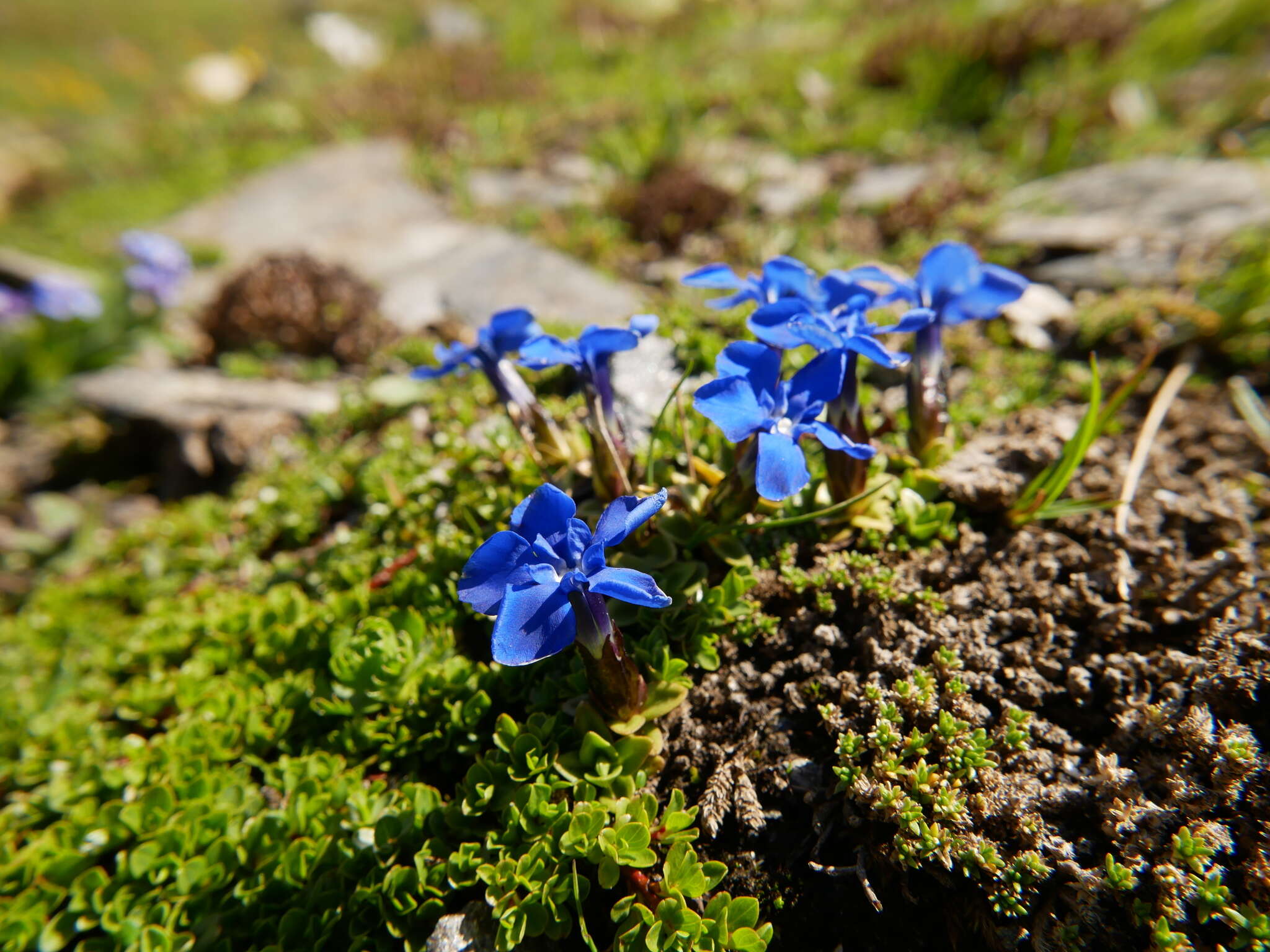 Image of Gentiana brachyphylla subsp. favratii (Rittener) Tutin