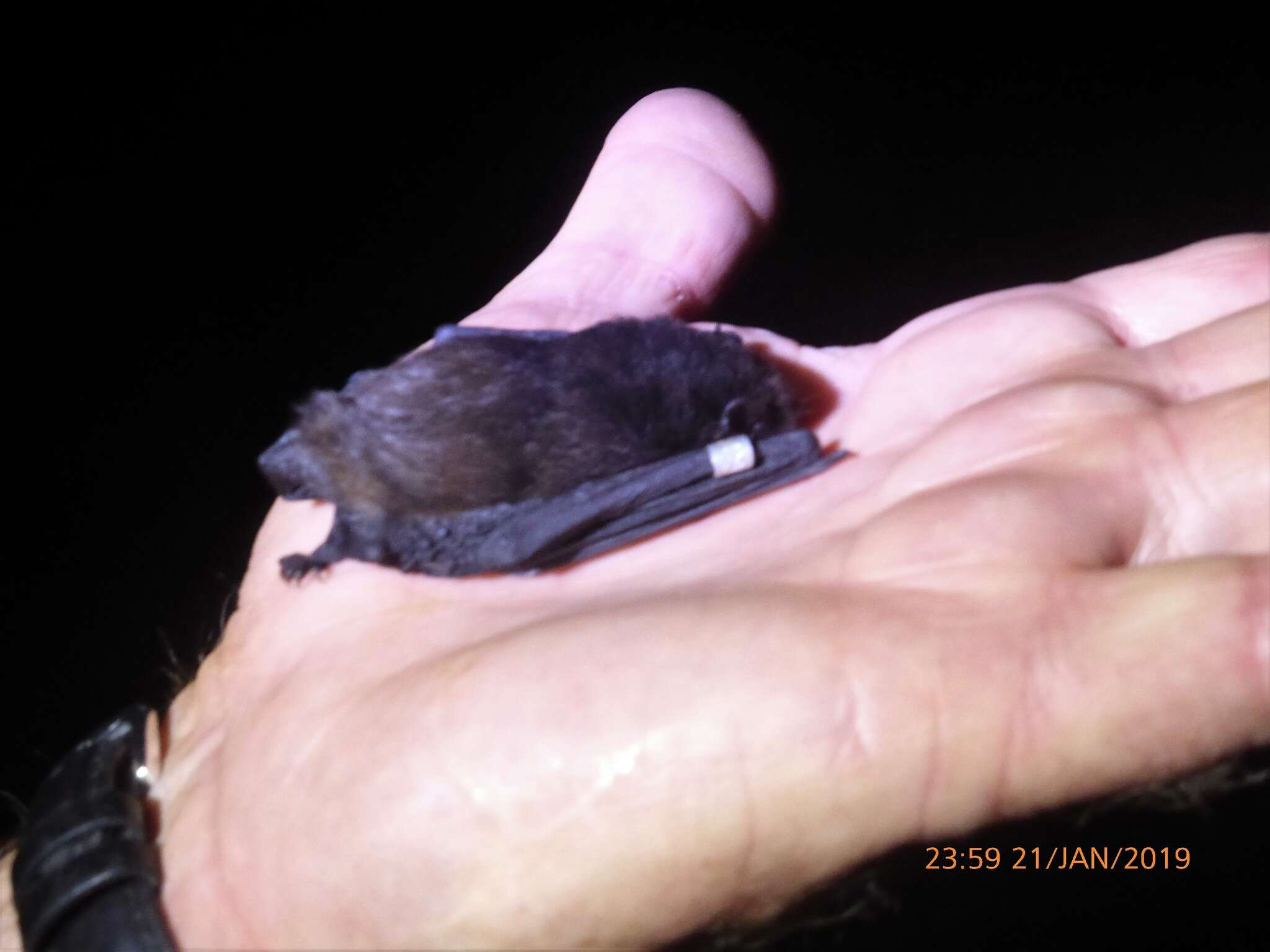 Image of Pied bats; Wattled bats.