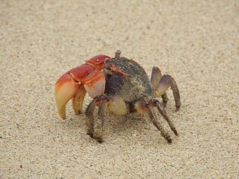 Image of East African red mangrove crab