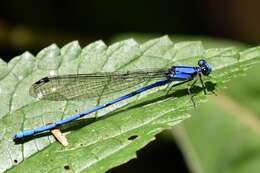 Image of Argia medullaris Hagen ex Selys 1865