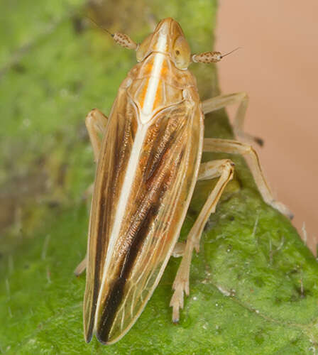 Слика од Stenocranus minutus (Fabricius 1787)