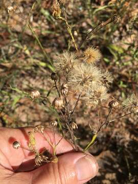 Pityopsis aspera (A. Gray) Small resmi