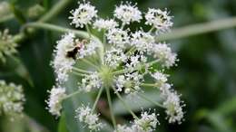 Image of hairy angelica