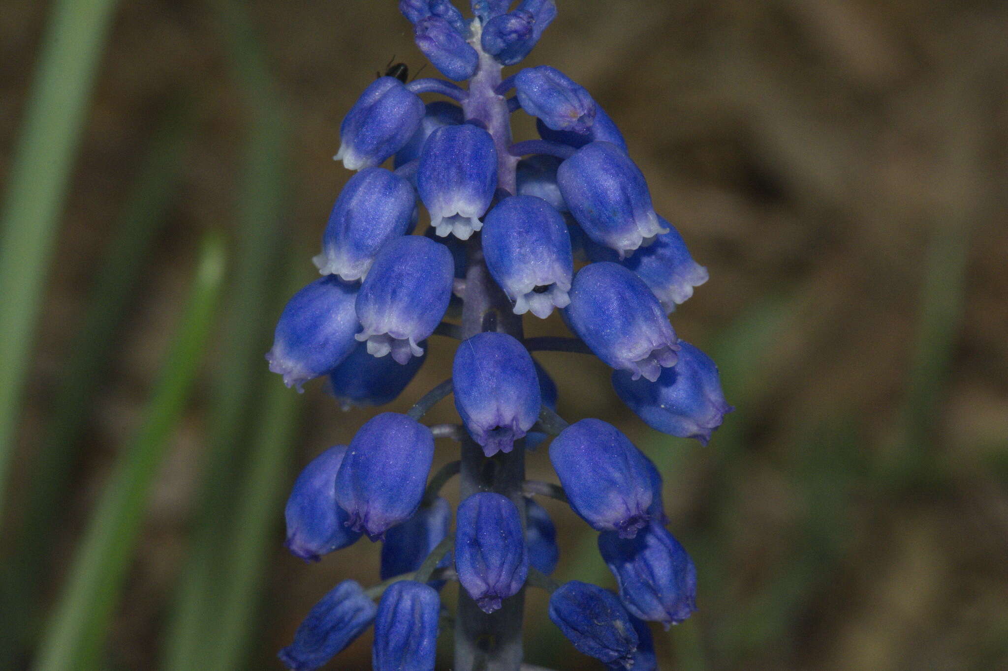 Image of Armenian grape hyacinth