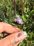 Image of Brewer's milkvetch