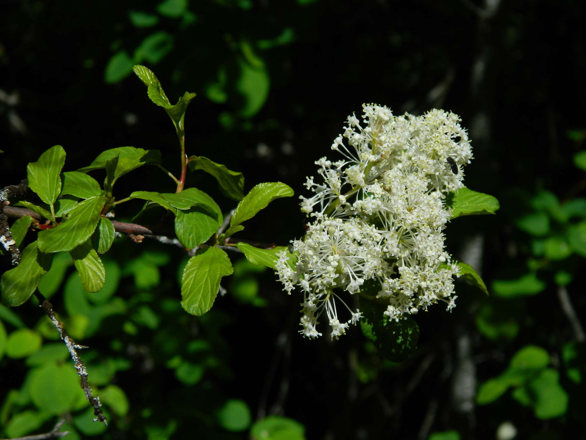 Image of Redstem Ceanothus