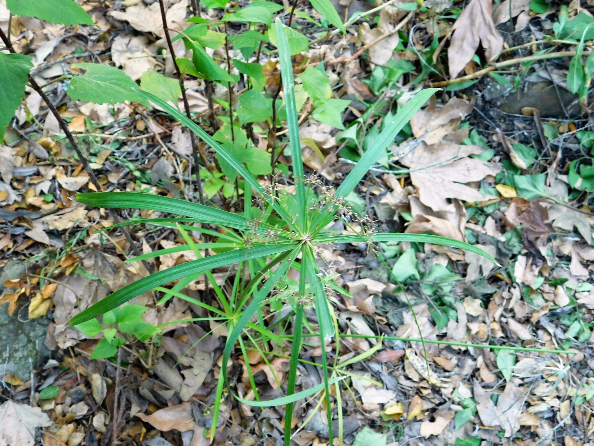 Image of Cyperus alternifolius subsp. flabelliformis Kük.