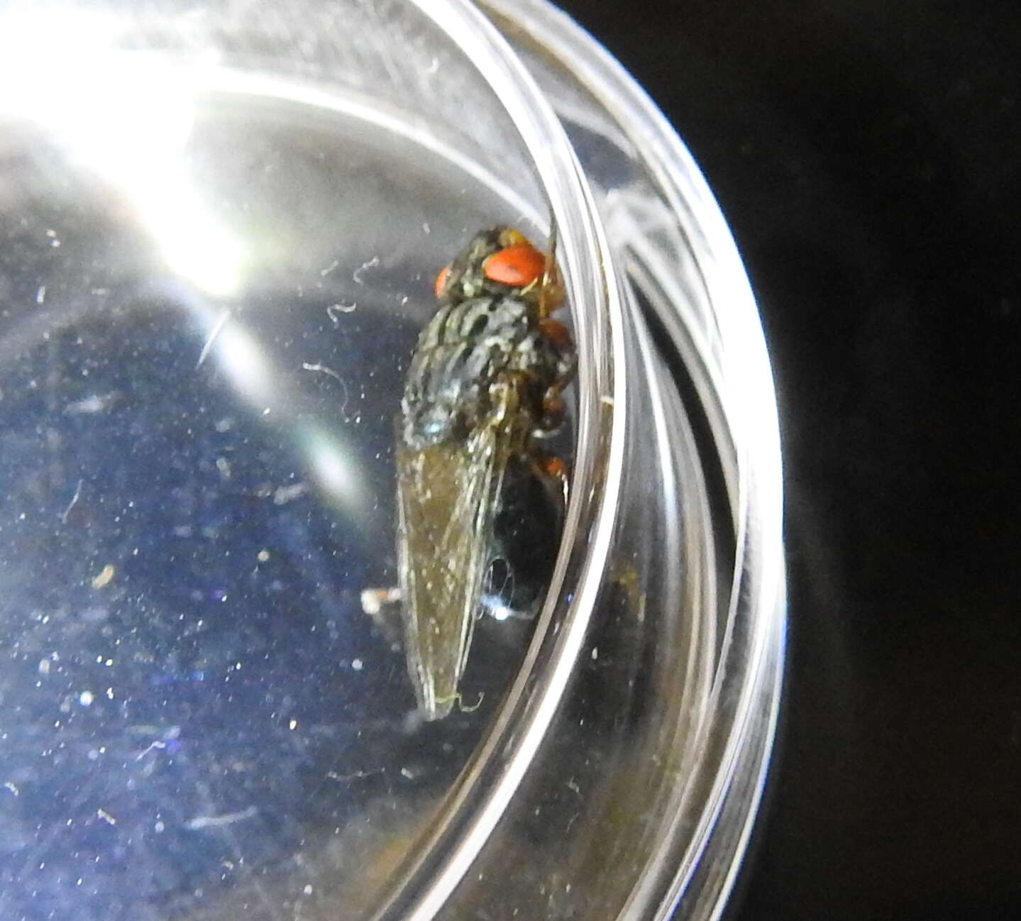 Image of Fly