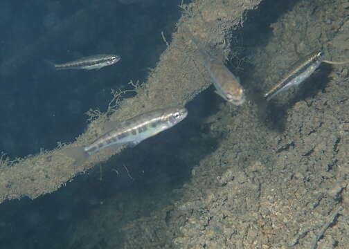 Image of Languedoc minnow