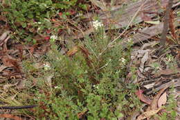 Image of Pimelea humilis R. Br.