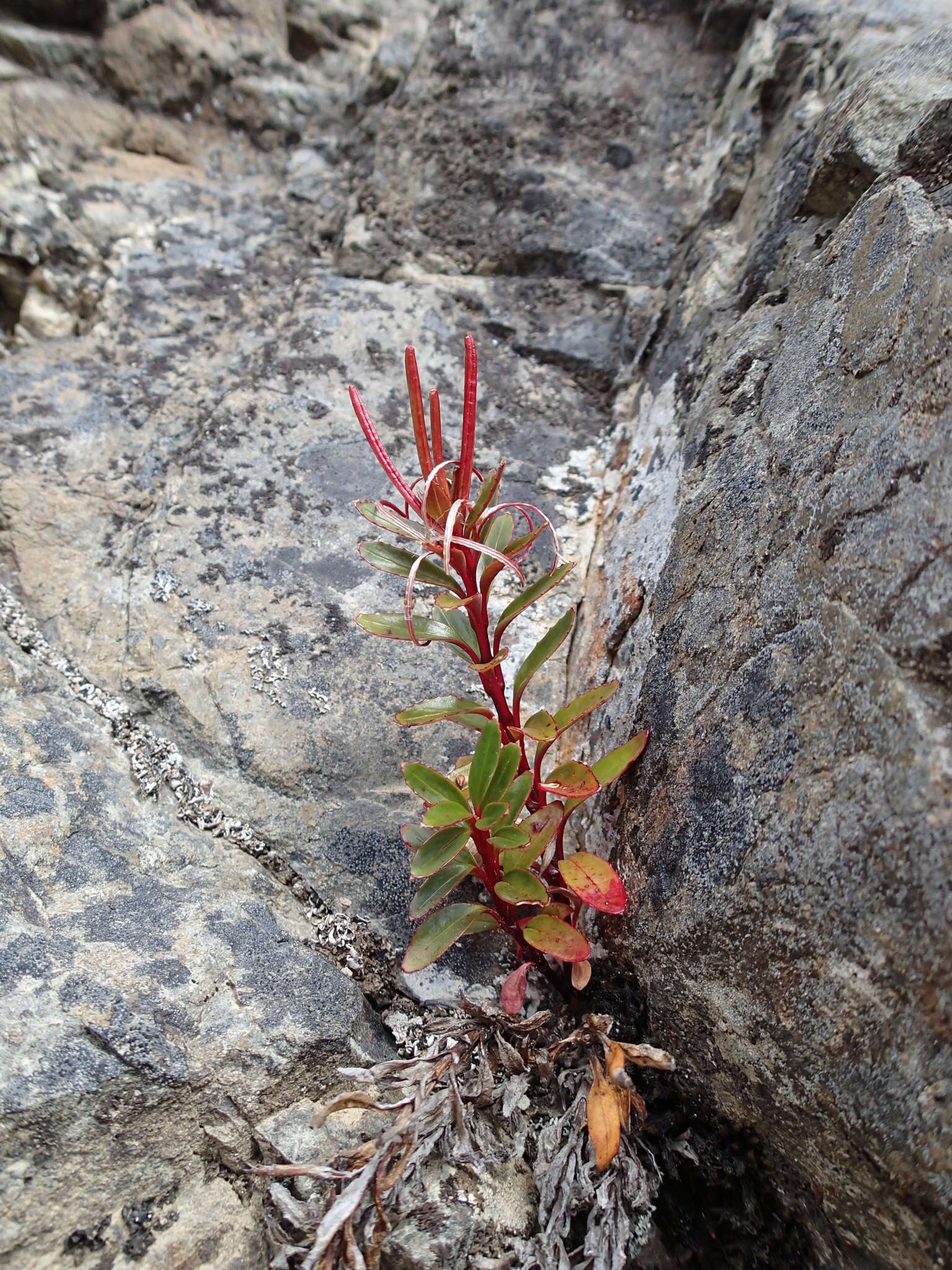 Imagem de Epilobium brevipes Hook. fil.