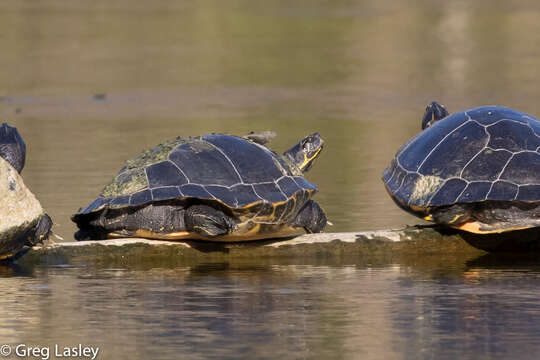 Image of Suwannee cooter