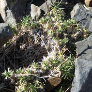 Image of King's rosy sandwort