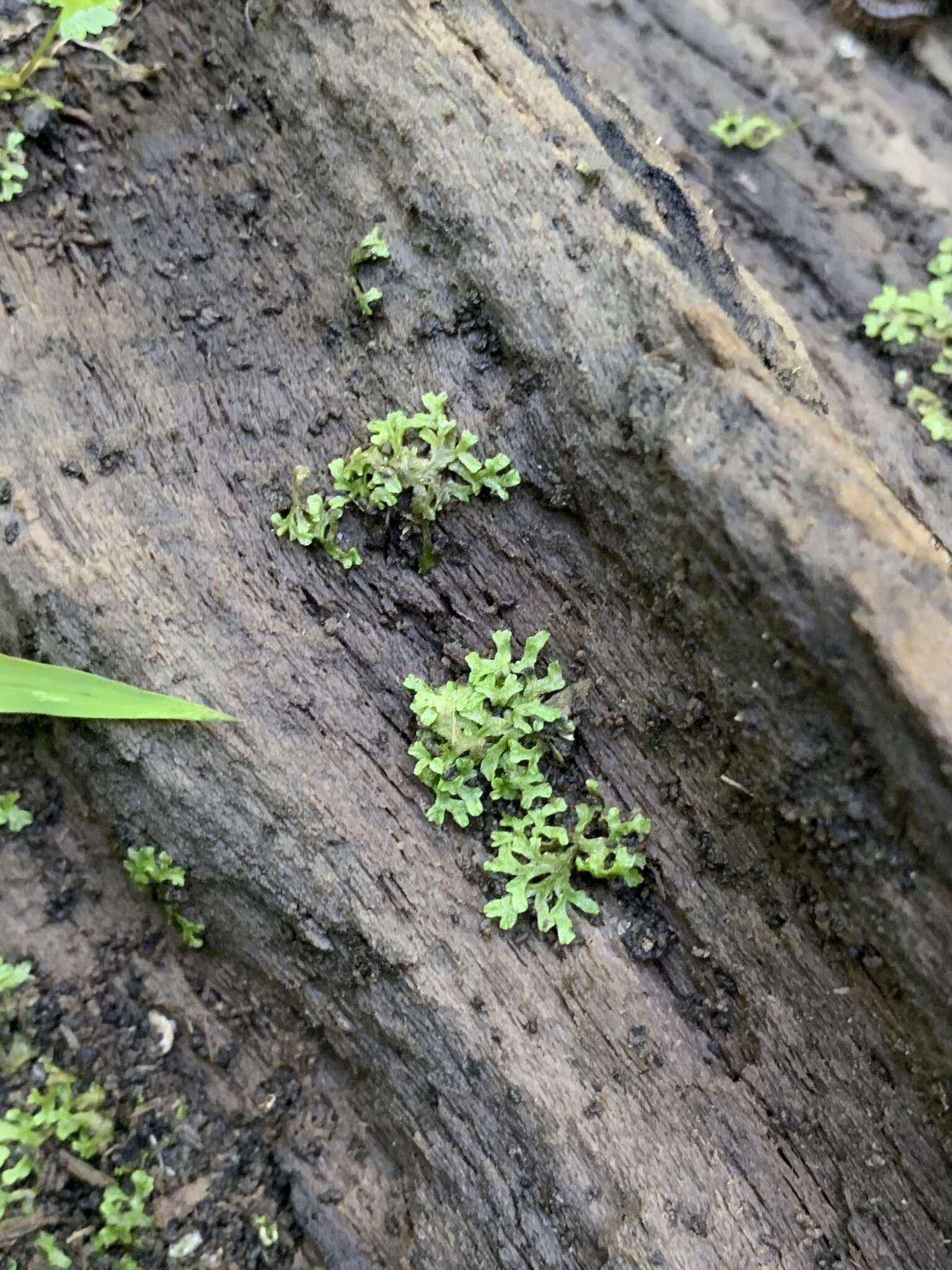 Image of Riccia huebeneriana subsp. sullivantii (Austin) R. M. Schust.