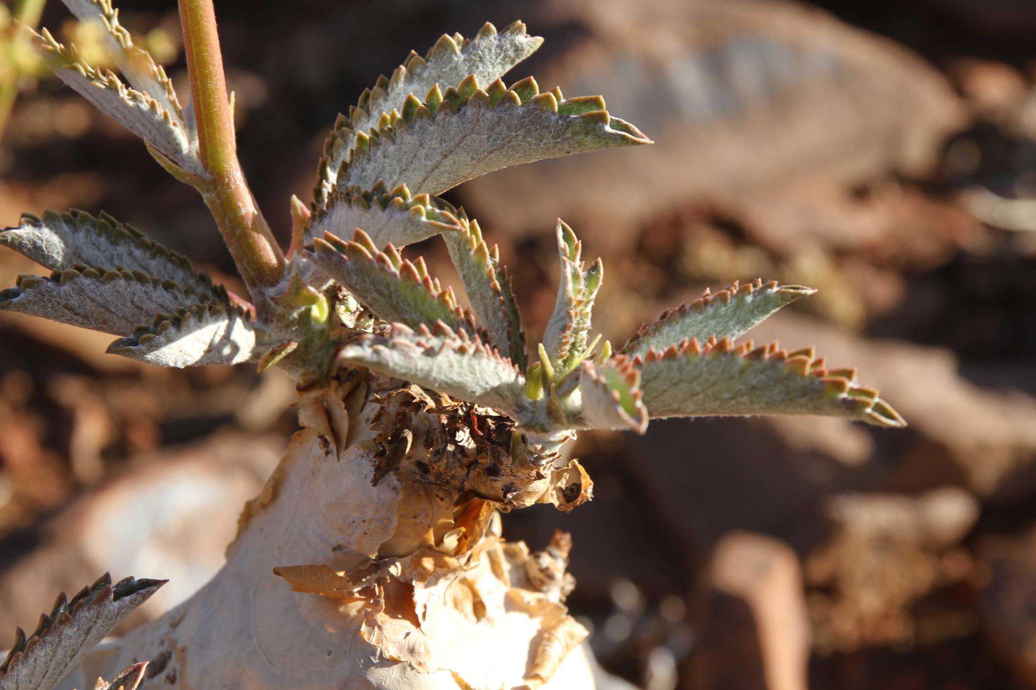 Image of Cyphostemma bainesii (Hook. fil.) Descoings