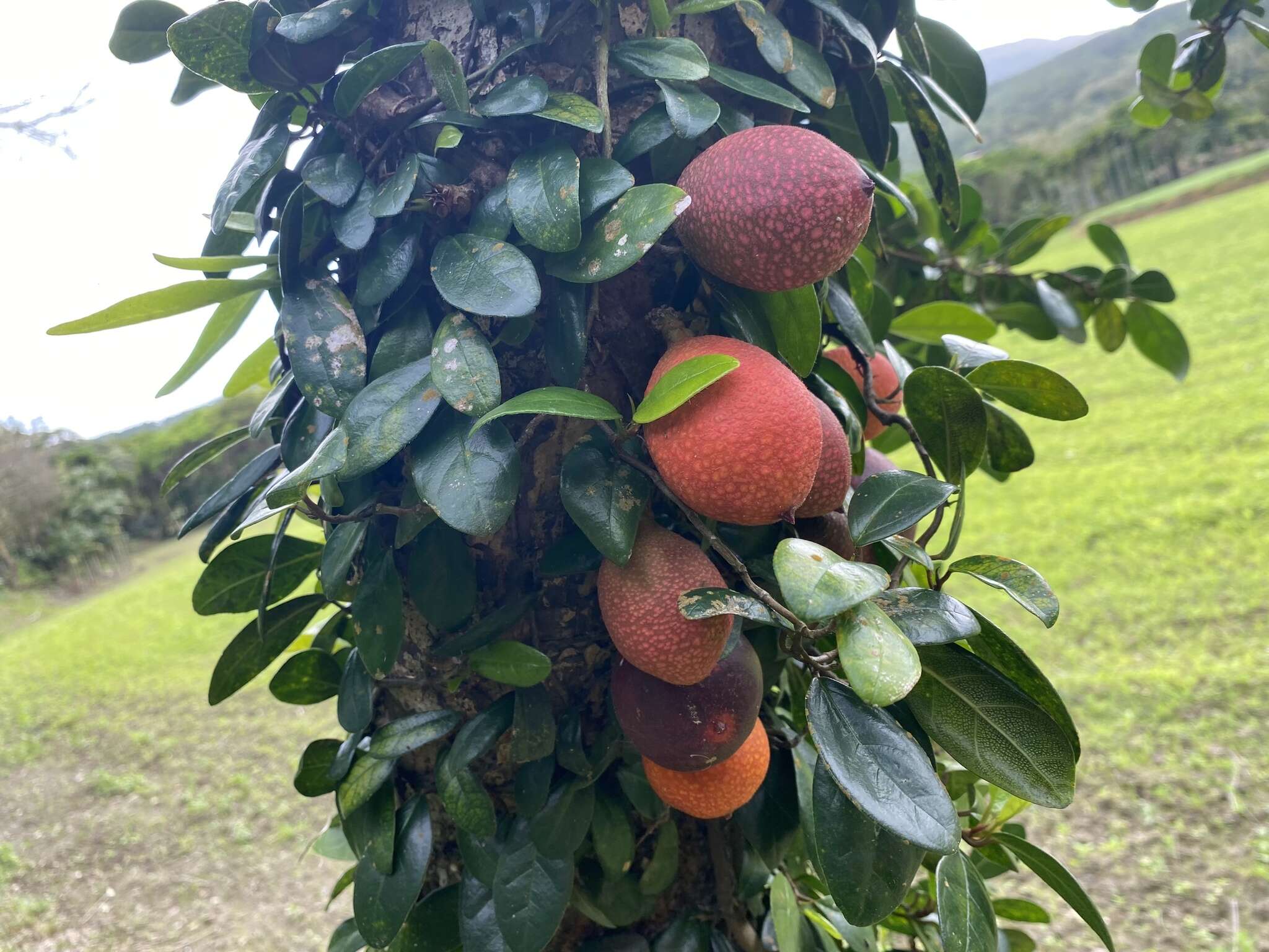 Слика од Ficus aurantiaca var. parvifolia