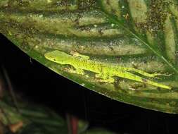 Image of Andes  Anole