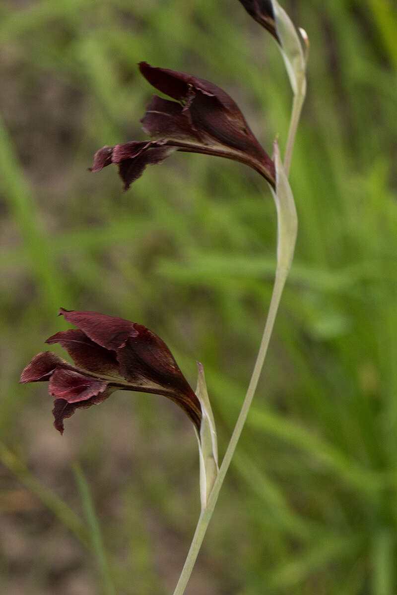 Image of Gladiolus atropurpureus Baker