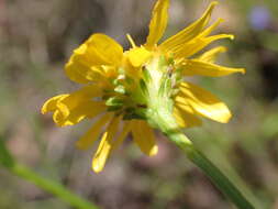 Image of Wright's snakeweed