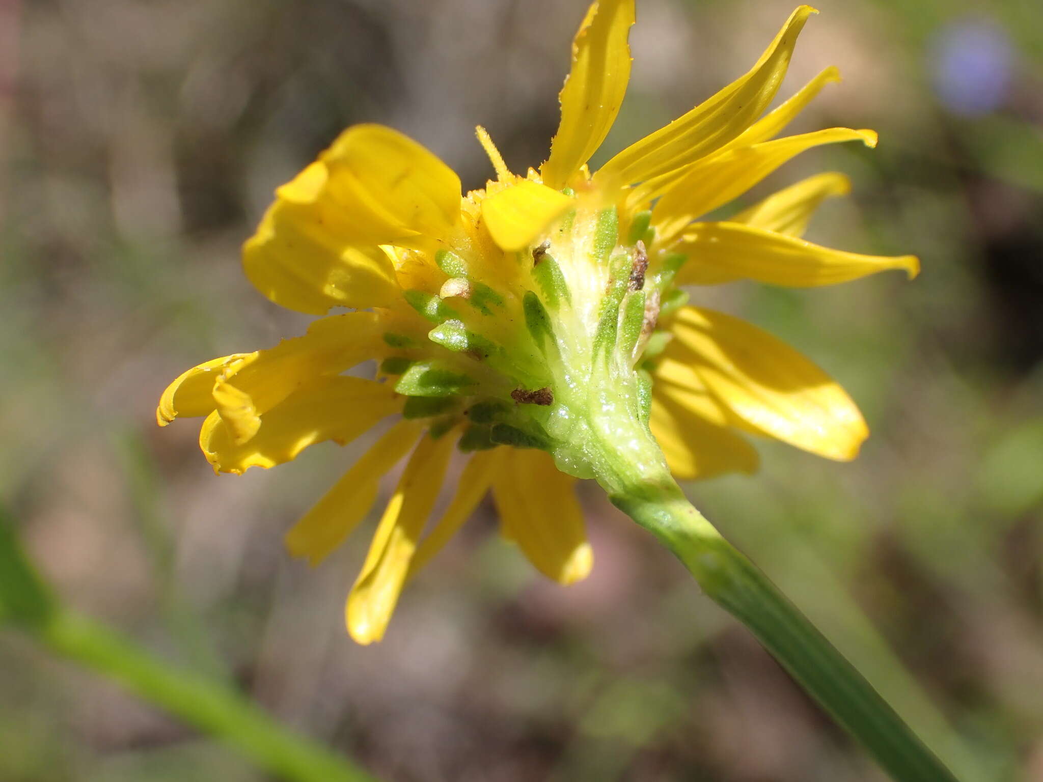 Image of Wright's snakeweed