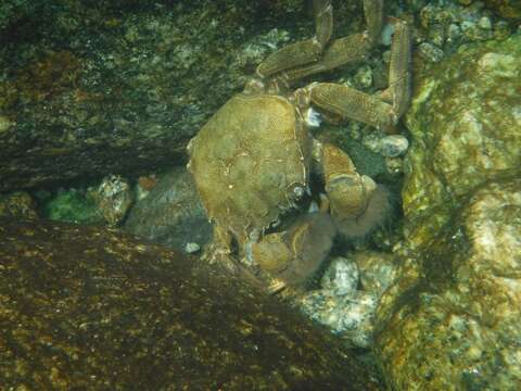 Image of Chinese mitten crab