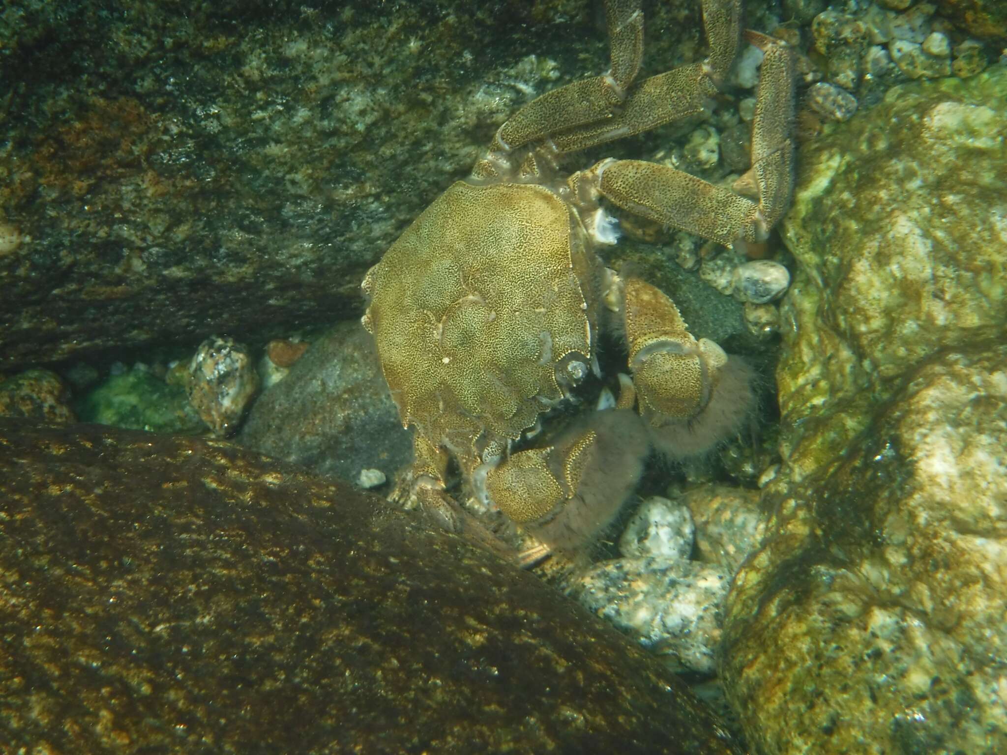 Image of Chinese mitten crab