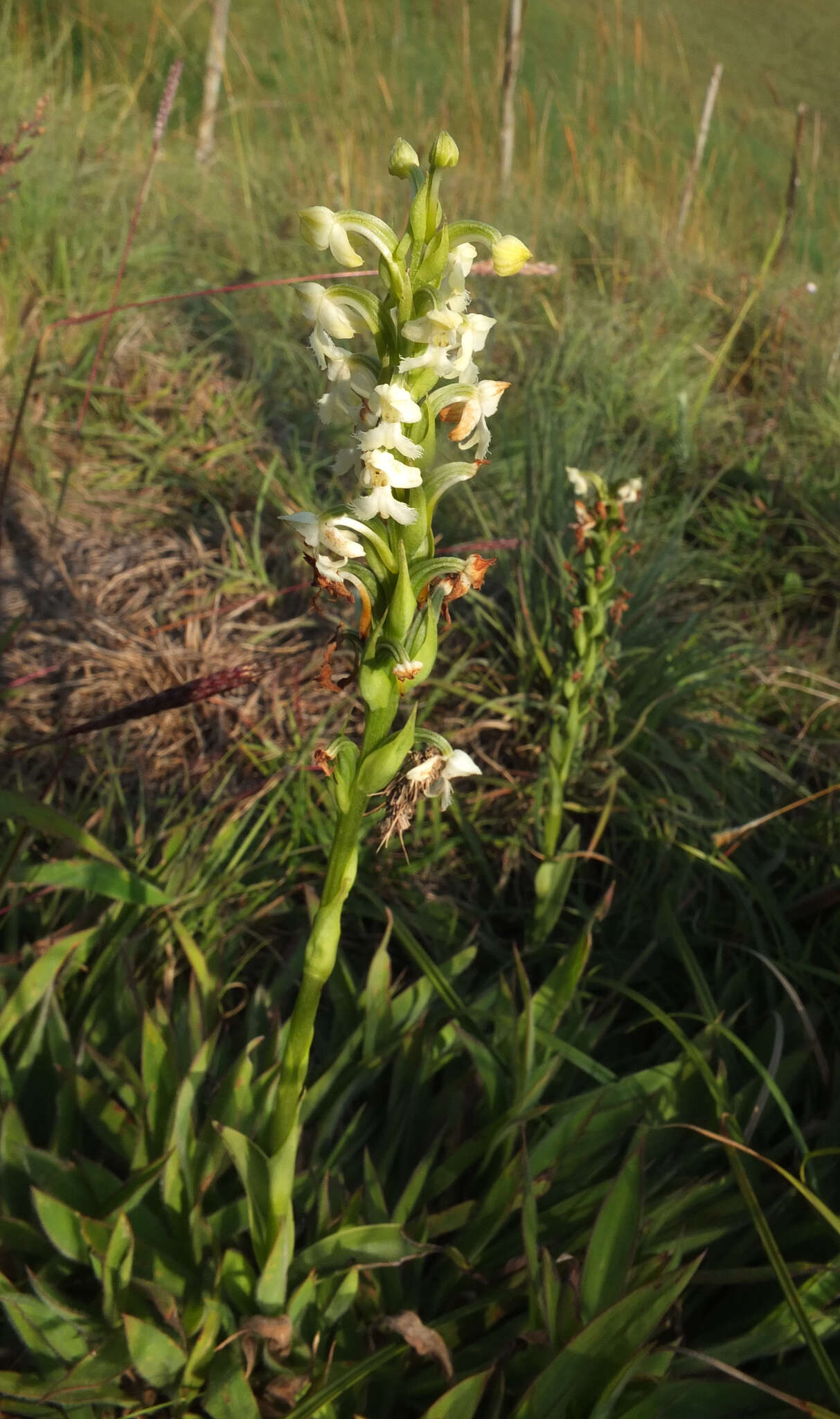 Plancia ëd Habenaria cephalotes Lindl.