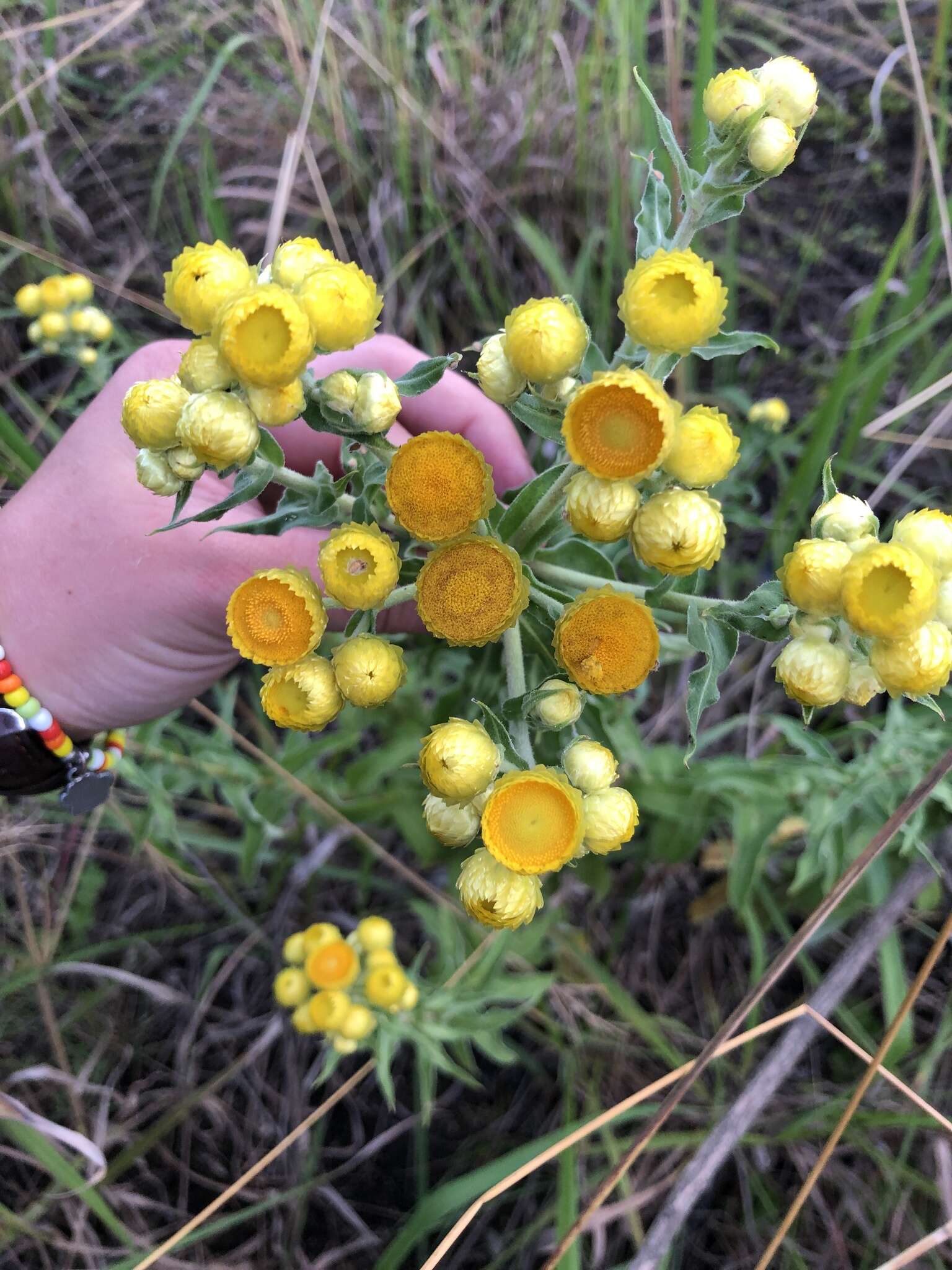 Image of stinking strawflower