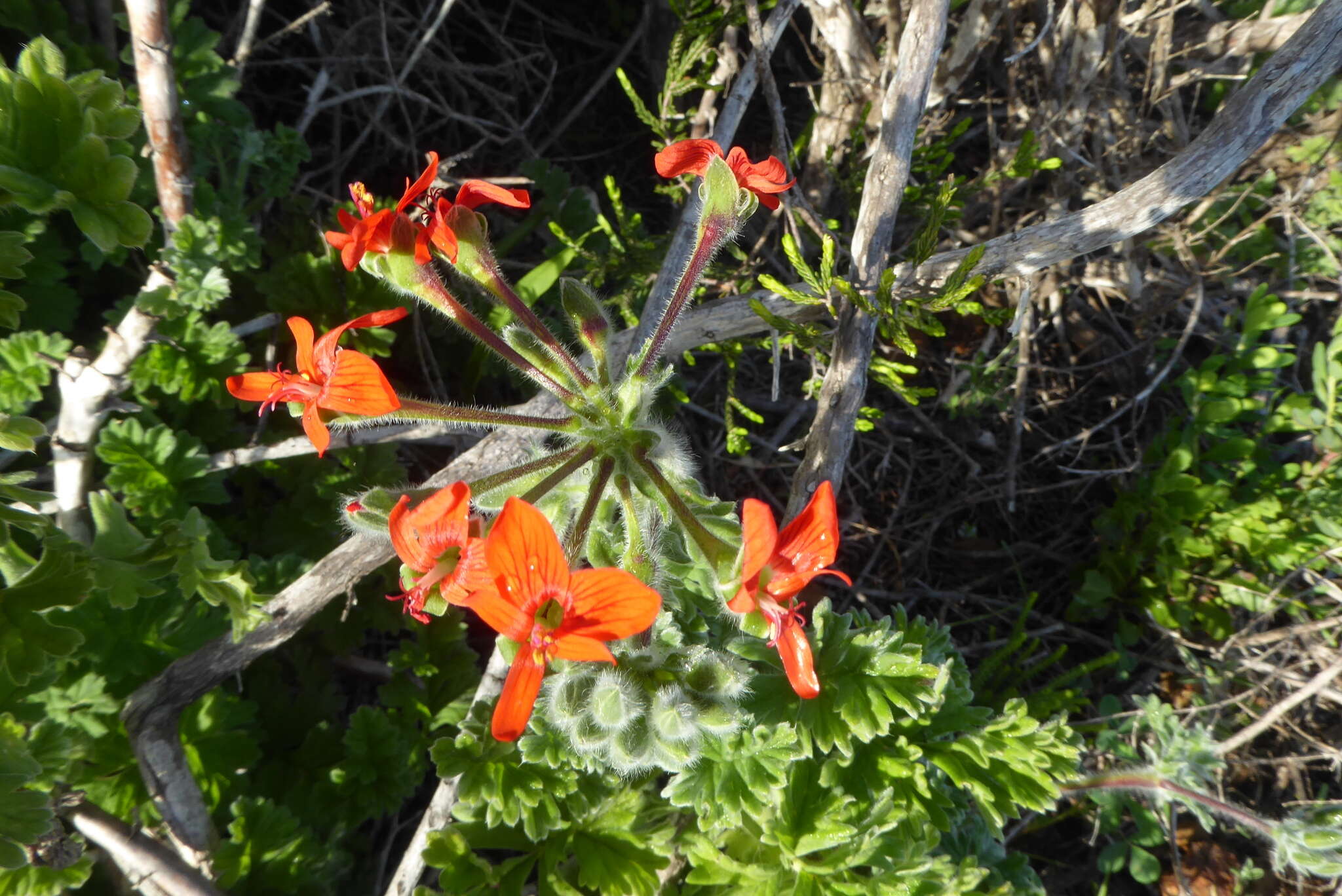 Image of Scarlet pelargonium