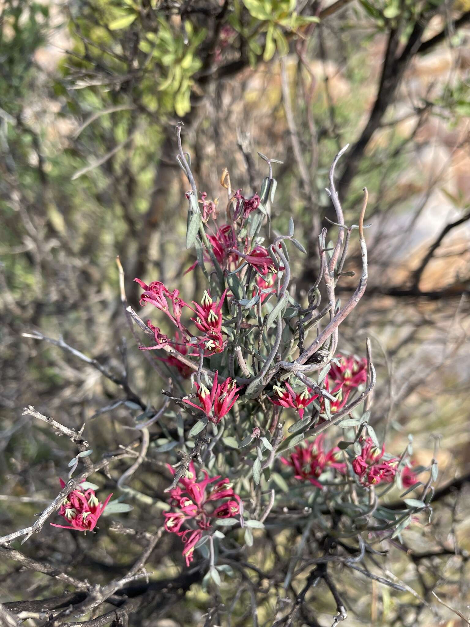 Image of Microloma calycinum E. Mey.