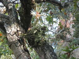 Image of Tillandsia streptophylla Scheidw.