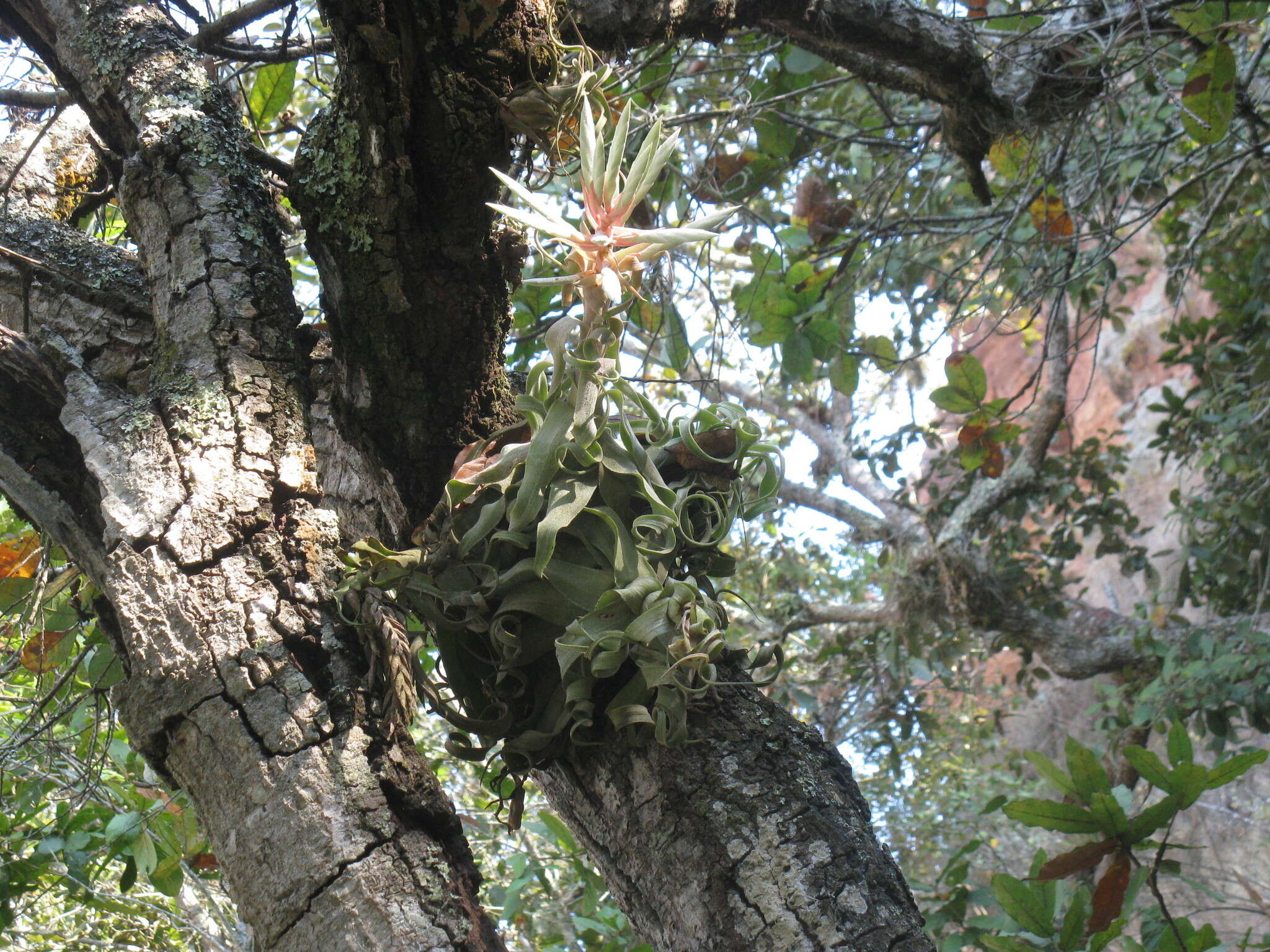 Слика од Tillandsia streptophylla Scheidw.