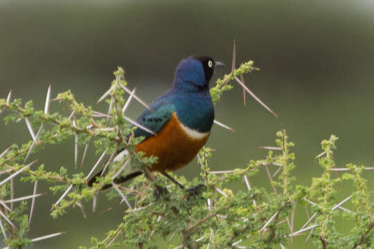 Image of Superb Starling