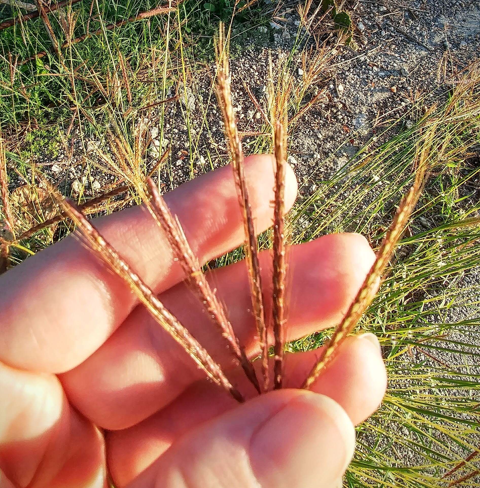 Image of Kleberg's bluestem