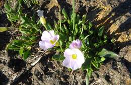 Image of Oxalis monophylla var. monophylla