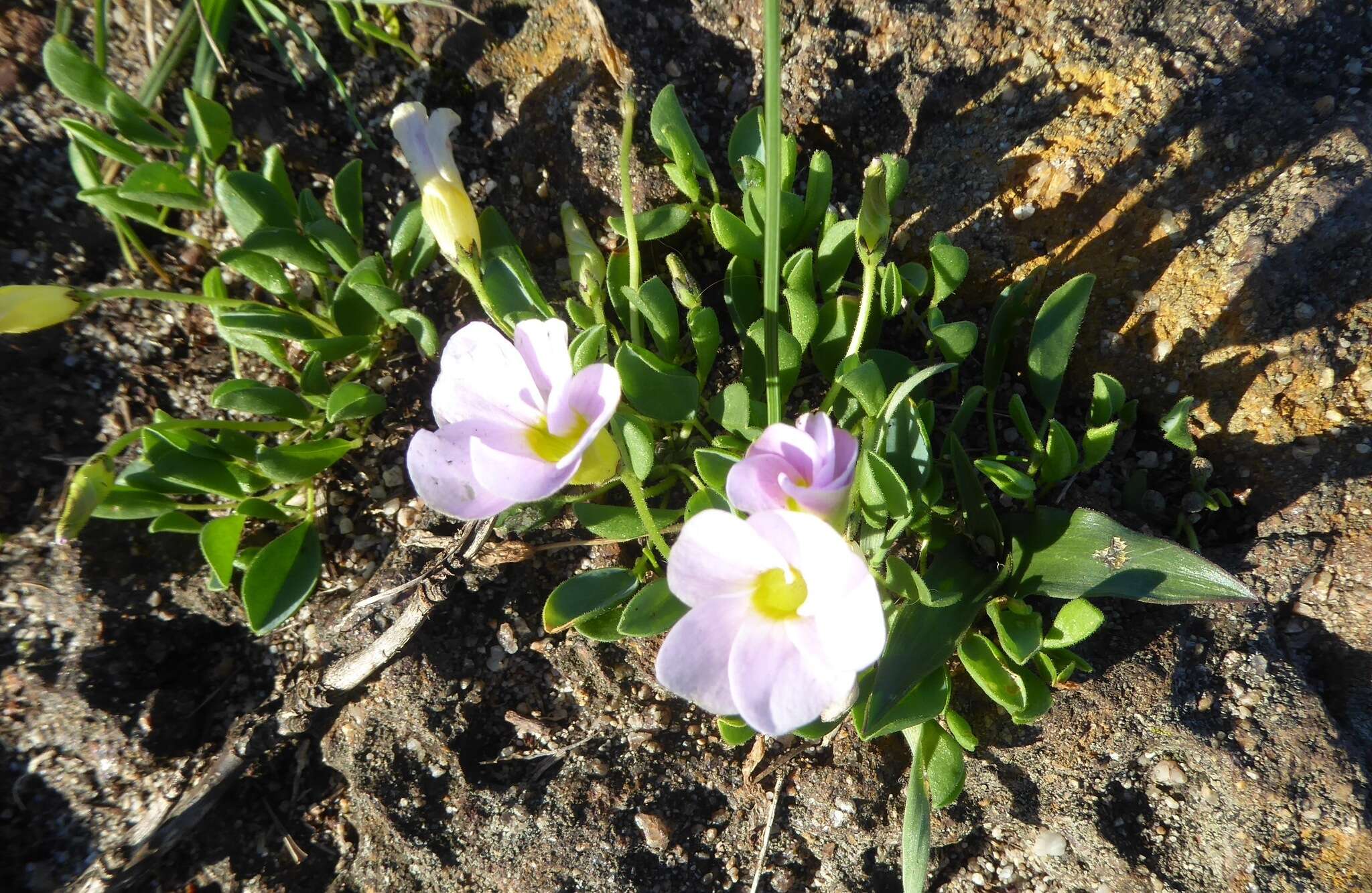 Image of Oxalis monophylla var. monophylla