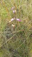 Image of Eulophia livingstoneana (Rchb. fil.) Summerh.