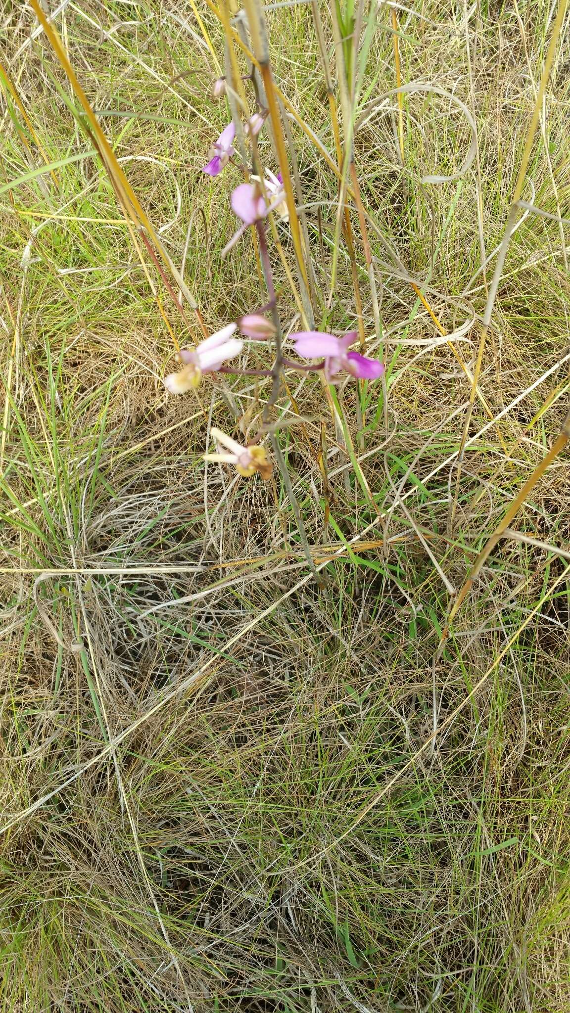 Image of Eulophia livingstoneana (Rchb. fil.) Summerh.