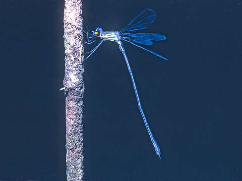 Слика од Archilestes latialatus Donnelly 1981